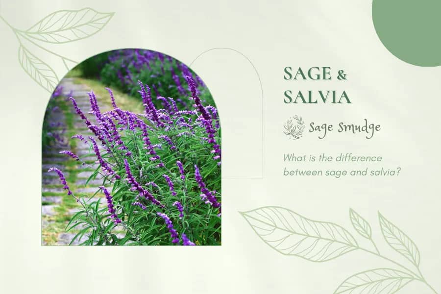 what-is-the-difference-between-sage-and-salvia